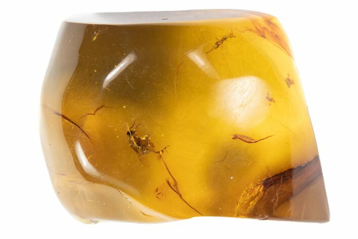 Polished Amber With Detailed Fossil Fly ( g) - Mexico #102481